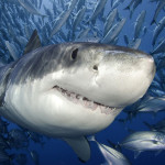 Great white shark