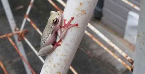 Painted Reed Frog (Hyperolius marmoratus)